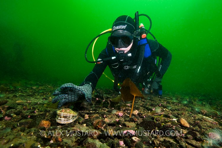 Diver Collecting Scallops. Loch Carron, Scotland.