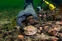 Diver Collecting Scallops. Loch Carron, Scotland.