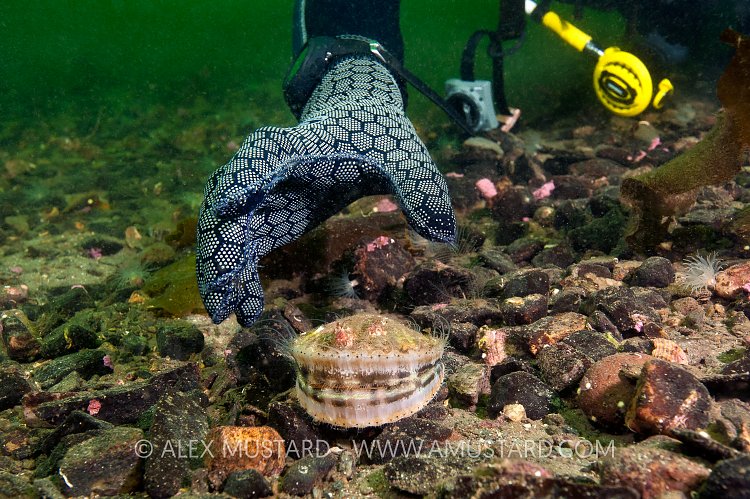 Diver Collecting Scallops. Loch Carron, Scotland.