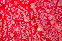 Sunstar Skin. Loch Carron, Scotland.