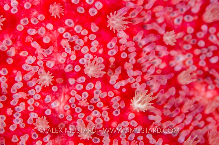 Sunstar Skin. Loch Carron, Scotland.