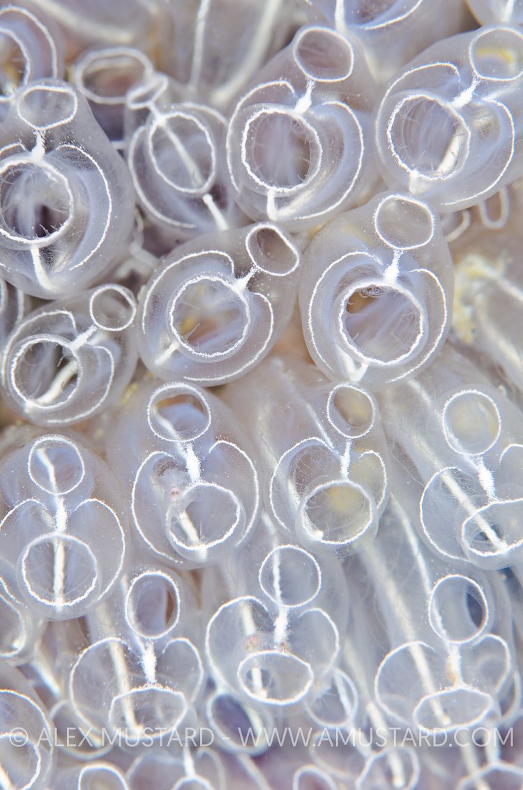 Light Bulb Sea Squirts. Shetland, UK.