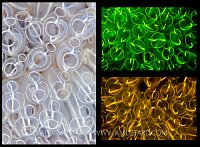 Light Bulb Sea Squirts. Shetland, UK.