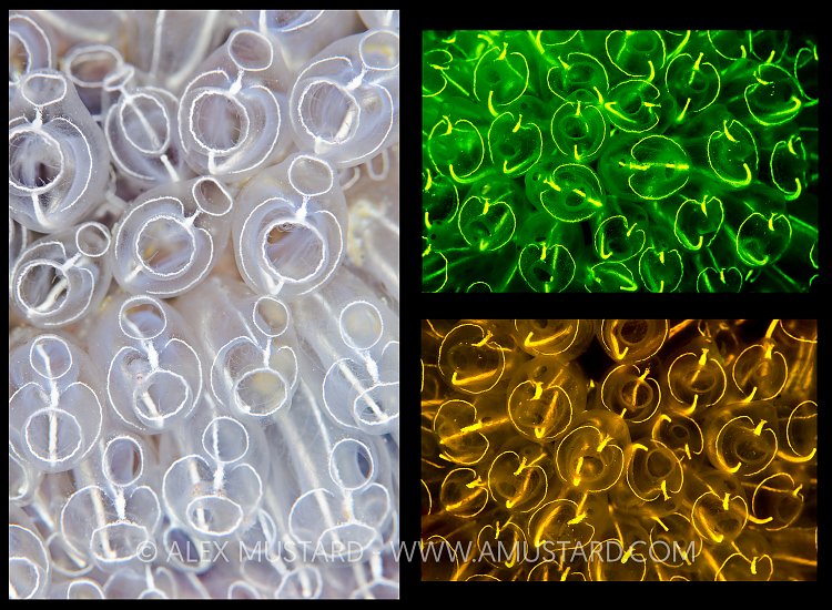 Light Bulb Sea Squirts. Shetland, UK.