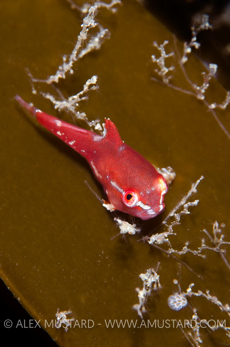 Juvenile Lumpsucker On Kelp. Shetland, UK.