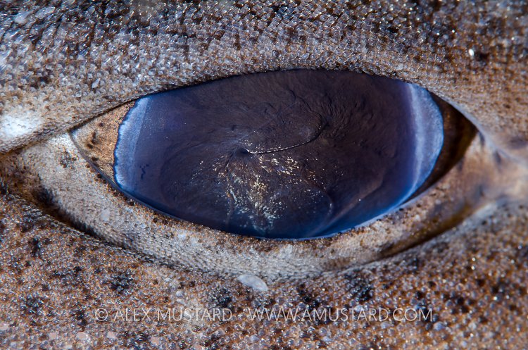 Dogfish Eye. Shetland Islands. UK.