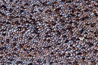 Dogfish Skin Shetland Islands. UK.