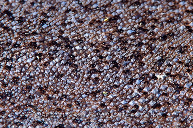 Dogfish Skin Shetland Islands. UK.