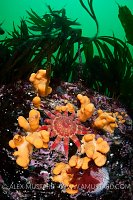 Northern British Reef Scene. Shetland, UK.