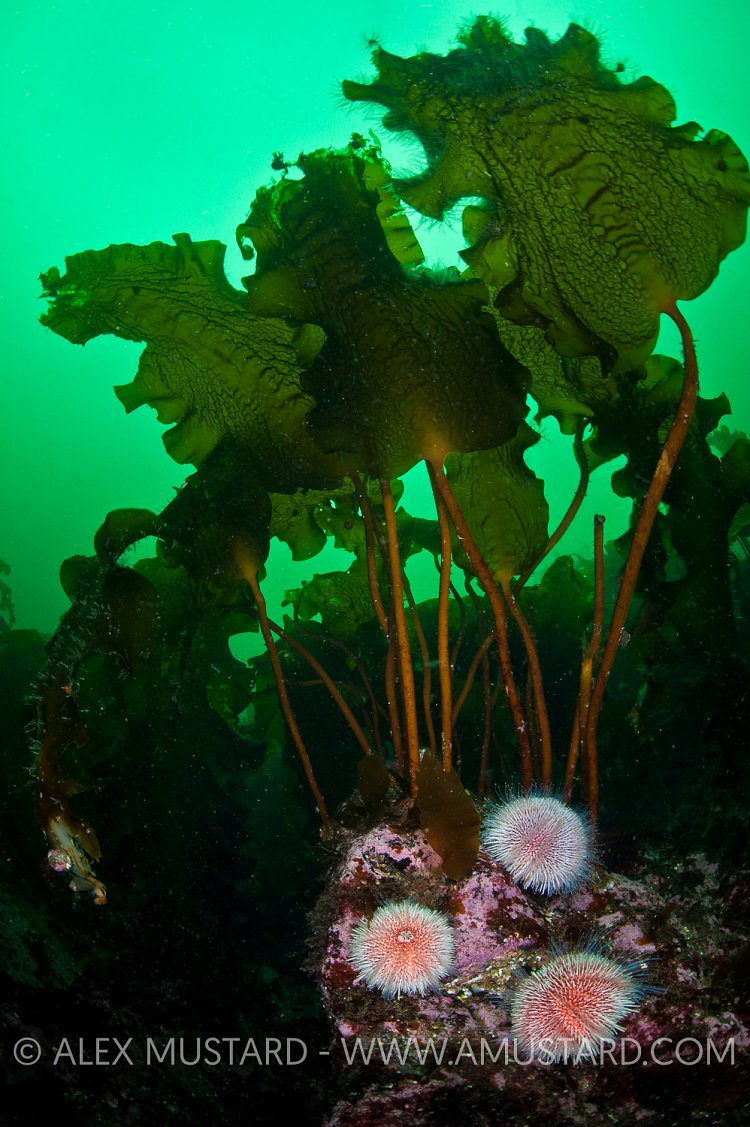 Urchins Under Kelp. Shetland, UK