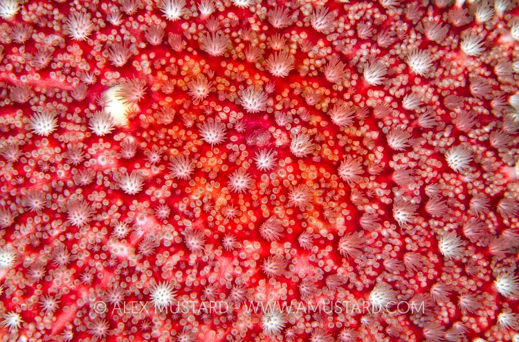 Sunstar Skin Detail. Loch Carron, Scotland.