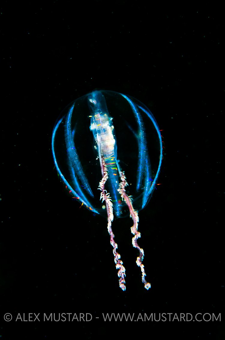 Sea Gooseberry, Scotland, UK.
