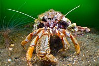 Hermit charge, Loch Long, Scotland.