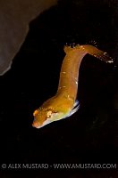 Clingfish. Scotland, UK.