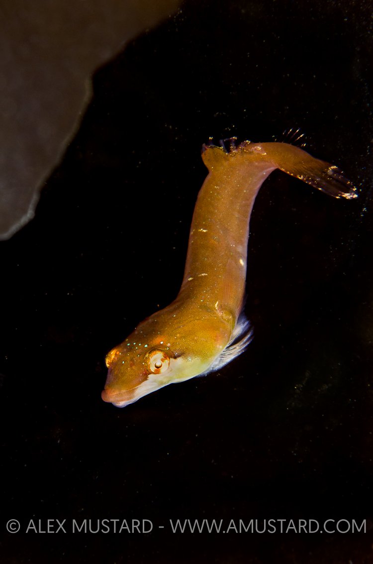 Clingfish. Scotland, UK.
