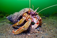 Hermit Crab. Scotland, UK