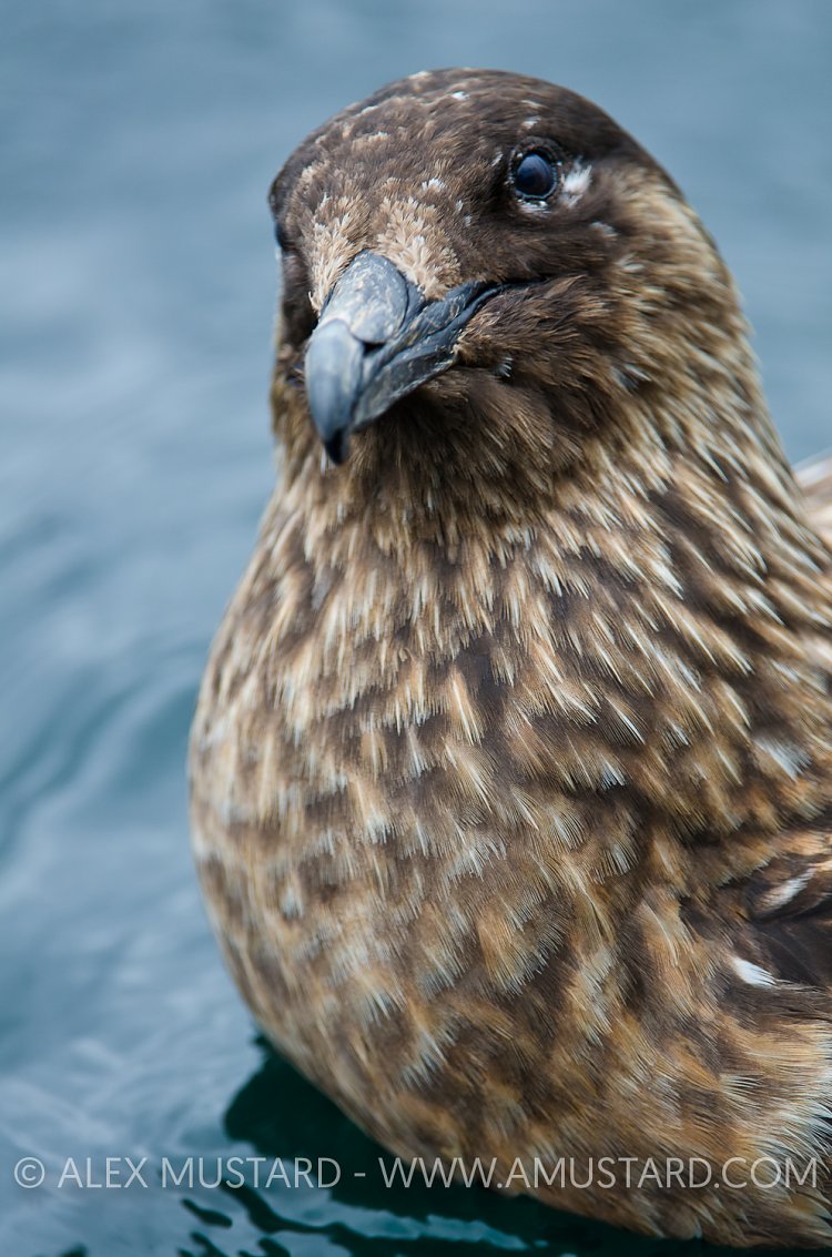 Great Skua Portrait. Shetland, UK
