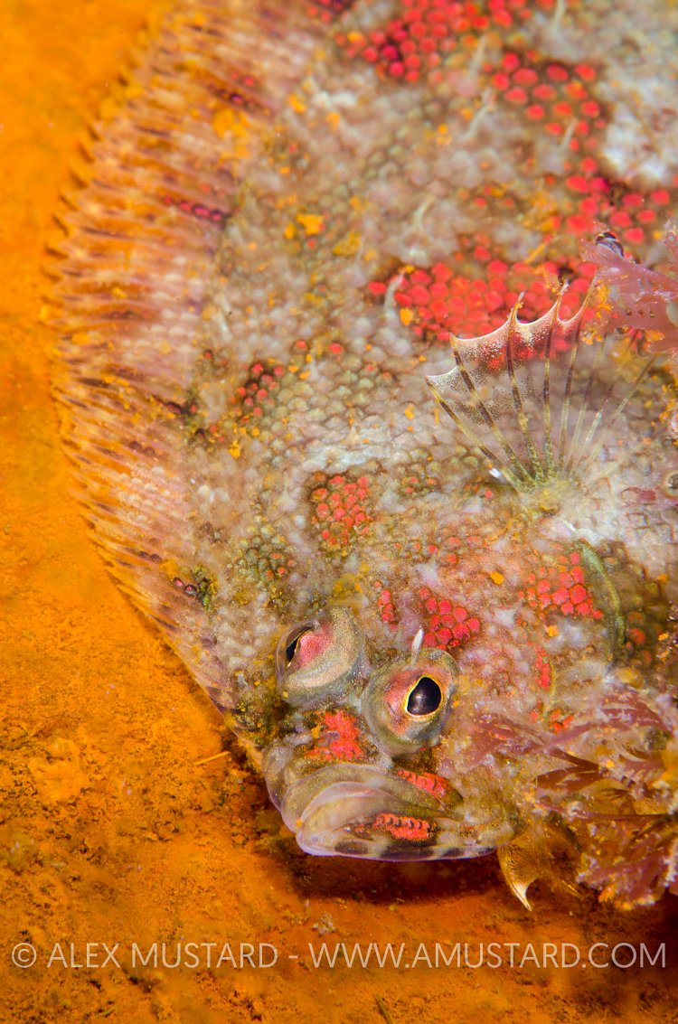 Norwegian Topknot On Wreck. Shetland, UK.