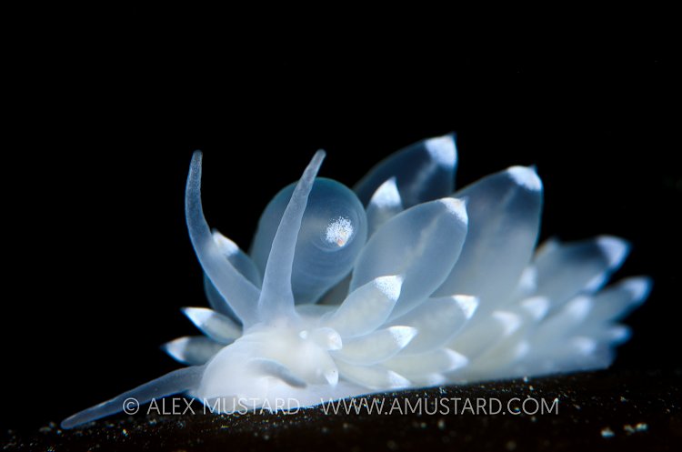 Nudibranch portrait. Shetland Islands. UK