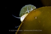 Topshell On Kelp. Shetlands, UK.