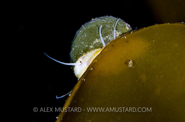 Topshell On Kelp. Shetlands, UK.