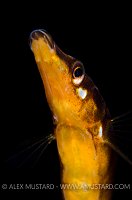 Sea Stickleback. Shetland, UK.