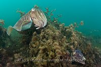 Cuttlefish Pair. Babbacombe, Devon, UK.