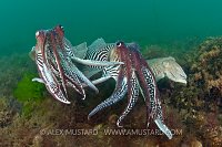 Cuttlefish Competition
