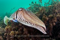 Big Male Cuttlefish. Devon, UK.