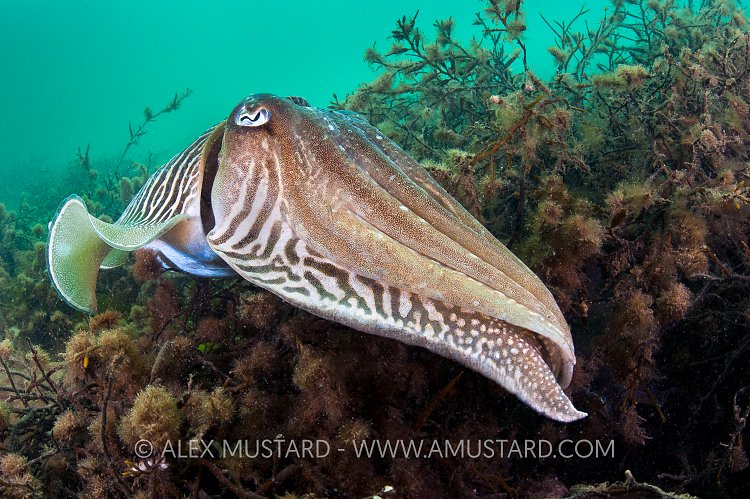 Big Male Cuttlefish. Devon, UK.