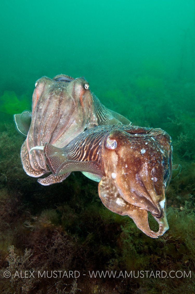 Cuttlefish pair. Devon, UK.