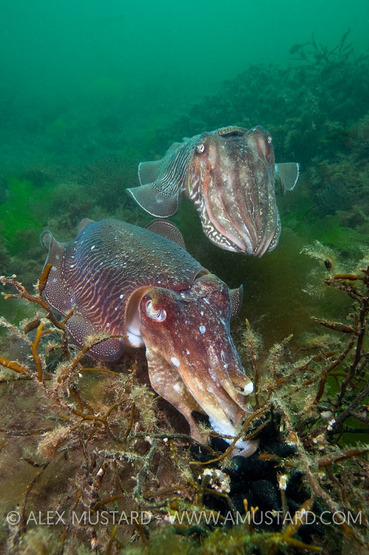 Cuttlefish laying eggs. Devon, UK.
