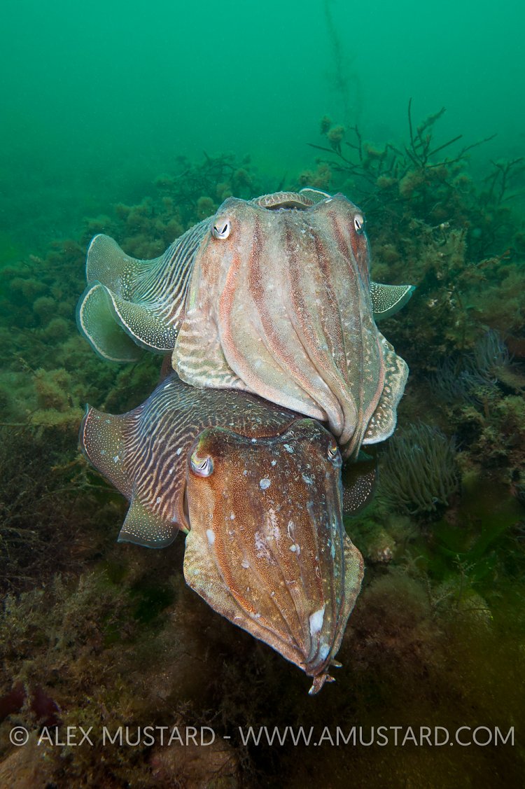 Cuttlefish Pair. Babbacombe, Devon, UK.