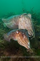 Pair Of Cuttlefish. Devon, UK.