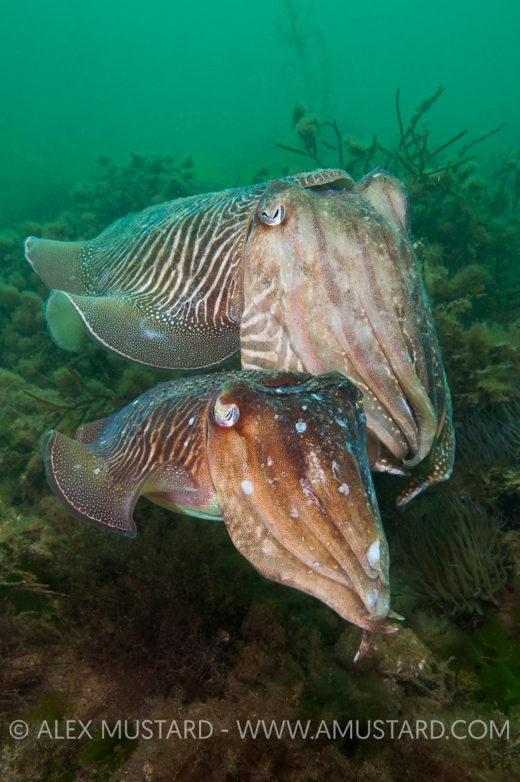 Pair Of Cuttlefish. Devon, UK.