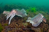 Two Pairs Of Cuttlefish. Devon, UK.