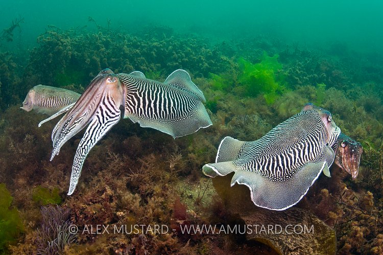 Two Pairs Of Cuttlefish. Devon, UK.