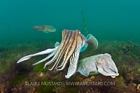 Cuttlefish Mating Behaviour. Devon, UK.