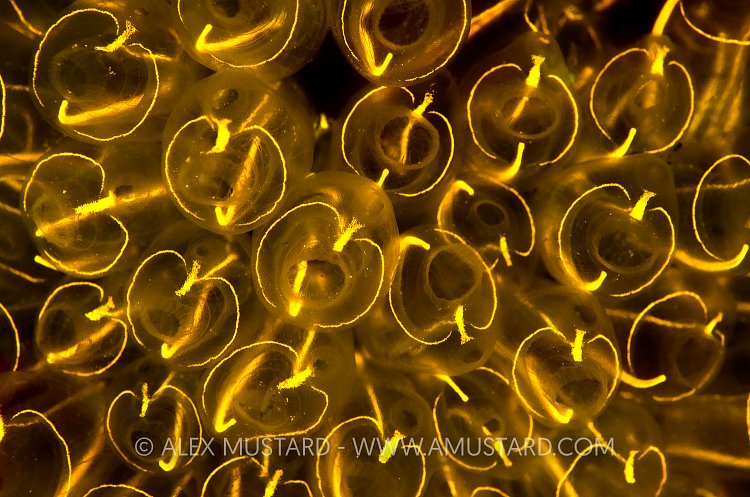 Orange Fluorescing Sea Squirts. Shetland UK.