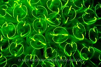 Green Fluorescing Sea Squirts. Shetland UK.