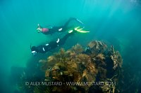 Snorkellers. Dorset. UK.