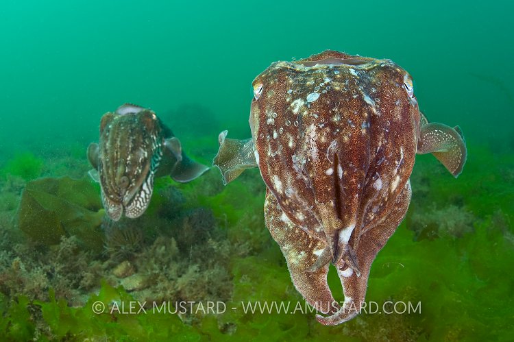 Pair of cuttlefish, Torbay, Devon, UK.