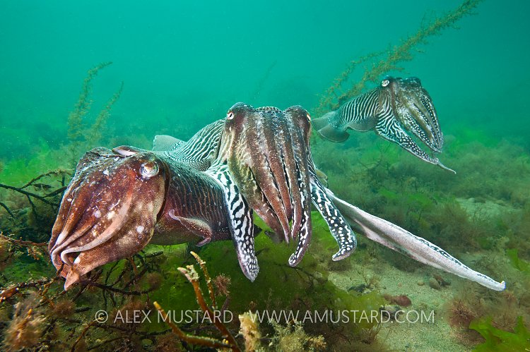Cuttlefish Mating Behaviour. Devon, UK.