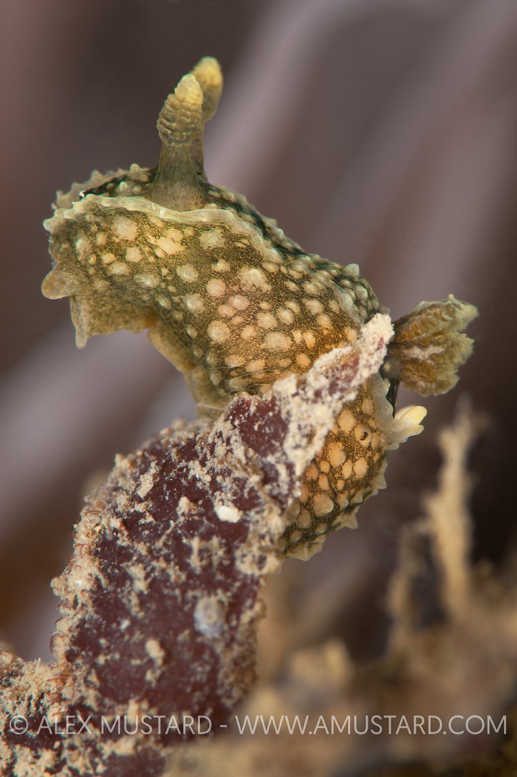 Nudibranch, Dorset, UK.