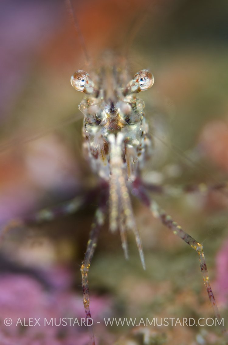 Prawn Portrait. Scotland, UK.