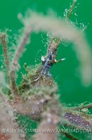 Long Legged Spider Crab. Loch Creran, Scotland, UK.