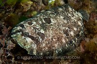 Topknot portrait. Devon, UK.