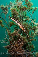 Sea Stickleback With Nest. Devon, UK