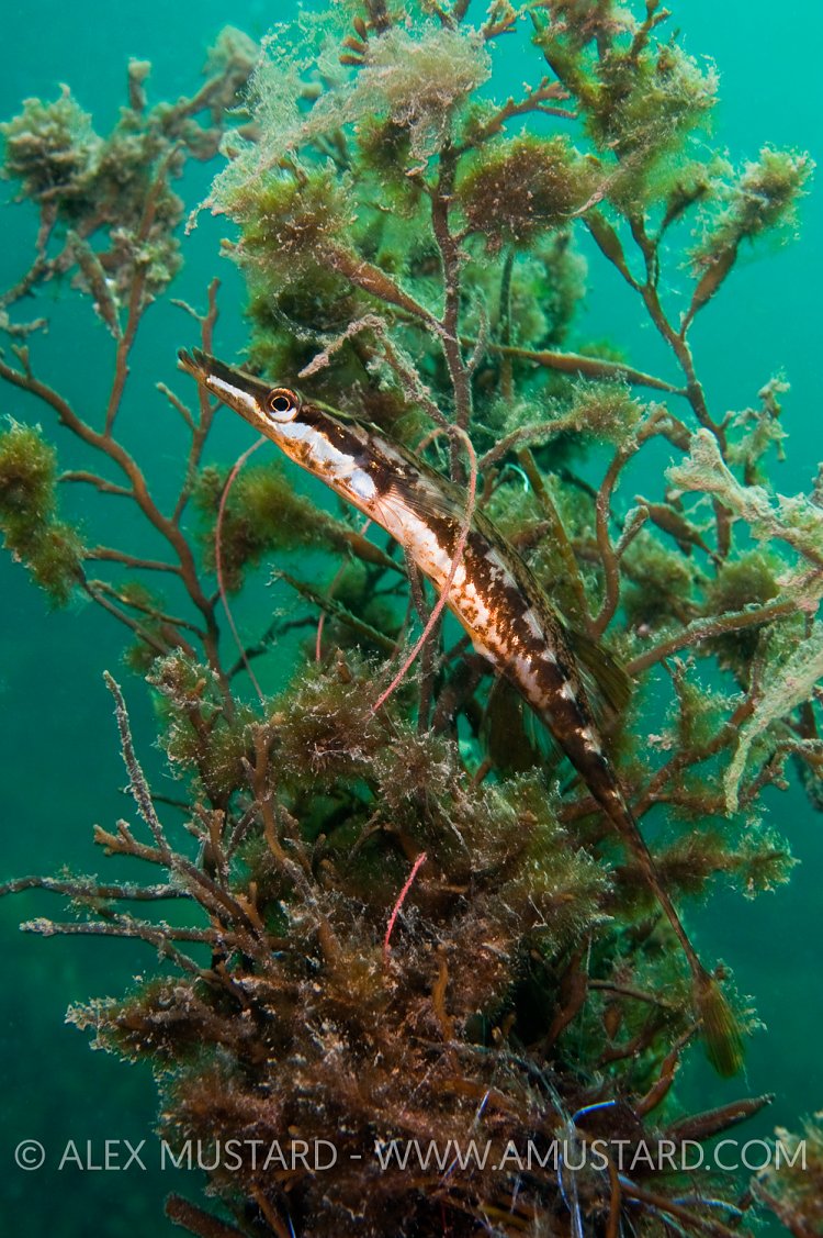 Sea Stickleback With Nest. Devon, UK
