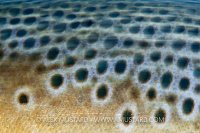 Brown Trout Detail. Lancashire, UK.